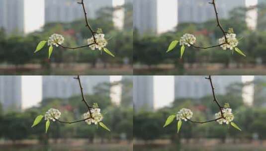 梨花/豆梨花高清在线视频素材下载