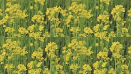 春天清新的黄色青菜花高清在线视频素材下载