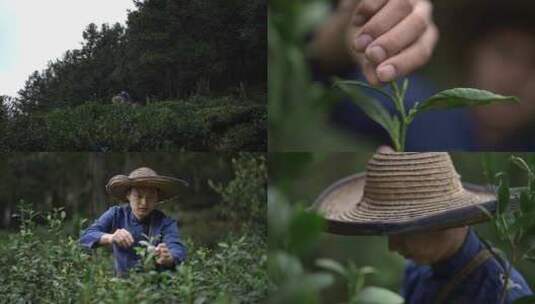 采茶叶茶山采茶叶素材高清在线视频素材下载