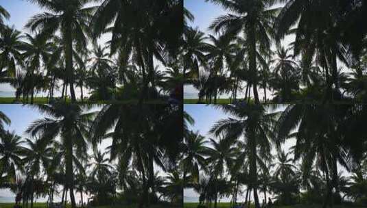 海南三亚傍晚蓝天下椰梦长廊绿色椰树高清在线视频素材下载