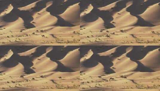 沙漠沙丘荒漠无人区里放牧的骆驼群高清在线视频素材下载