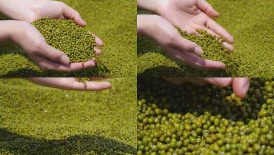 绿豆 豆子五谷杂粮高清在线视频素材下载