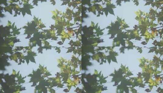 空镜-风吹树叶-仰拍高清在线视频素材下载