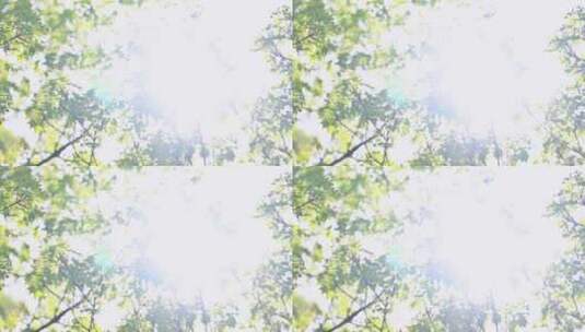 春天阳光穿过绿色树枝叶逆光特写高清在线视频素材下载