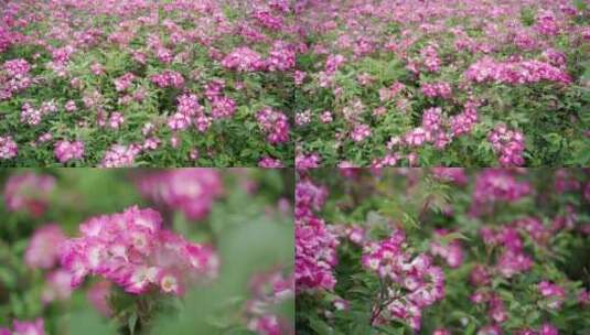 粉红玫瑰色月季花高清在线视频素材下载