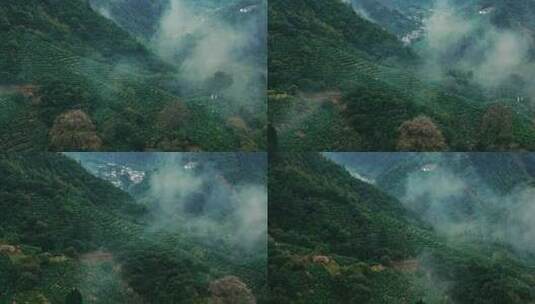 黄山毛峰茶园茶山绿茶高清在线视频素材下载