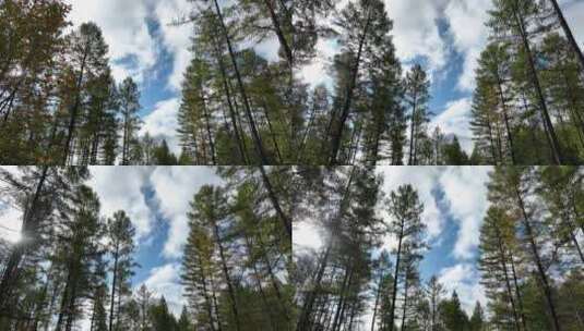 落叶松林天然林松树林森林景观高清在线视频素材下载