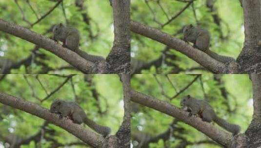 树枝上吃坚果的松鼠高清在线视频素材下载