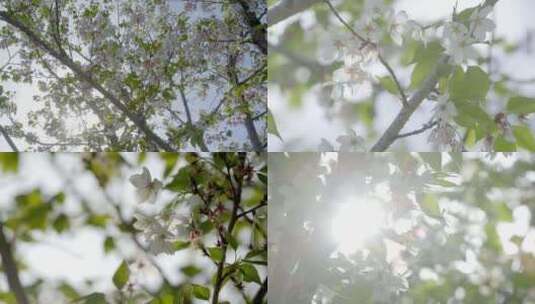 「有版权」春天的樱花4K高清在线视频素材下载