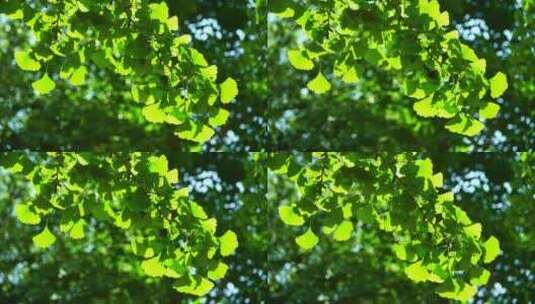 夏天银杏树叶光影的清新绿意氛围空镜高清在线视频素材下载