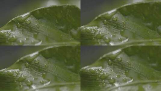 叶子上的雨滴特写高清在线视频素材下载