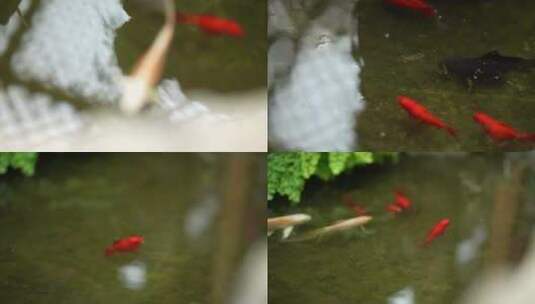 唯美池塘小锦鲤高清在线视频素材下载