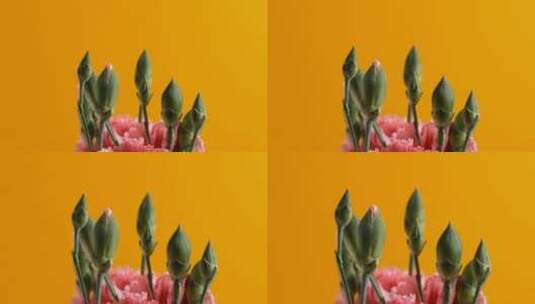 3781_粉红色的花蕾高清在线视频素材下载