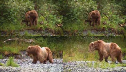 保护区中的棕熊高清在线视频素材下载