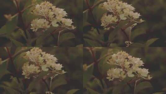 风中摇曳的白色花朵高清在线视频素材下载