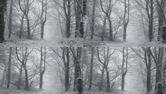 白雪覆盖的树木高清在线视频素材下载