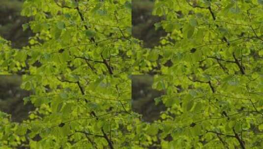 微风吹动树叶高清在线视频素材下载