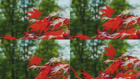 红枫叶在风中摇摆高清在线视频素材下载