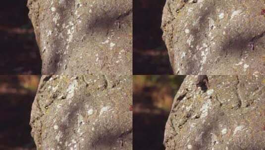 一只蜥蜴在加州中部的一棵老橡树上享受阳光高清在线视频素材下载