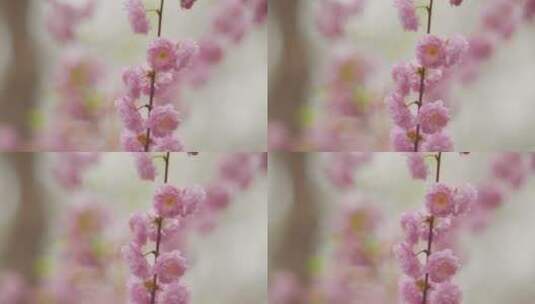 春天唯美樱花高清在线视频素材下载