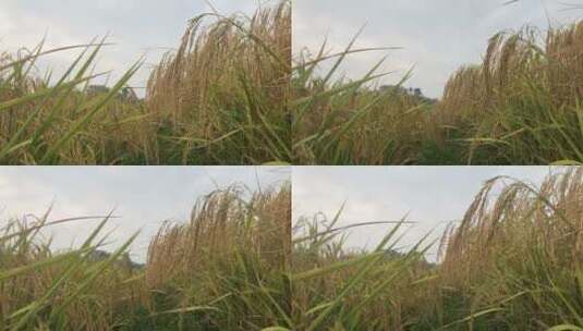 成熟的水稻高清在线视频素材下载
