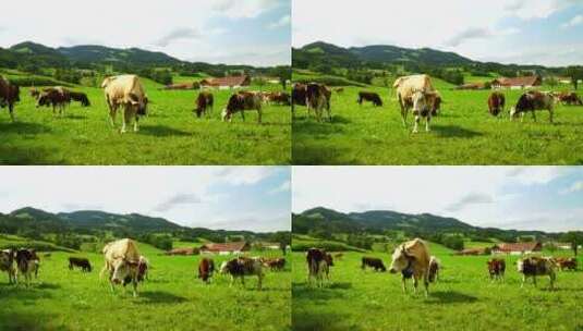 青草地奶牛吃草高清在线视频素材下载