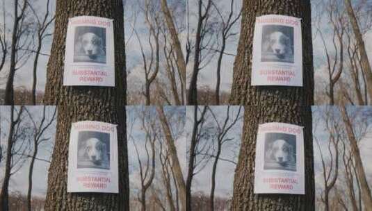 树上挂着澳大利亚牧羊犬失踪海报高清在线视频素材下载