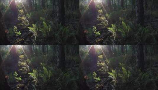 光线渗入热带雨林高清在线视频素材下载