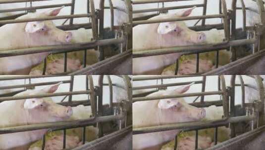 猪圈里的猪高清在线视频素材下载