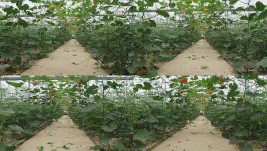 温室有机蔬菜种植高清在线视频素材下载
