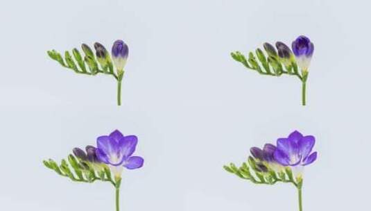香雪兰的花朵绽放延时高清在线视频素材下载