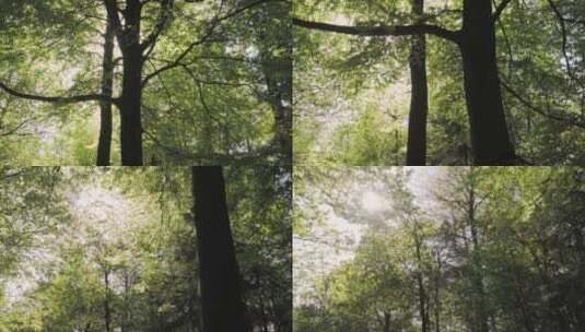 大片绿色森林中的大树高清在线视频素材下载