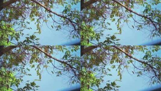 树叶随风摆动空镜头高清在线视频素材下载