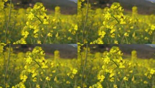 油菜花 蜜蜂采蜜 唯美油菜花高清在线视频素材下载