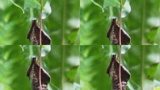 猪笼草食虫草珍稀植物热带雨林造景高清在线视频素材下载