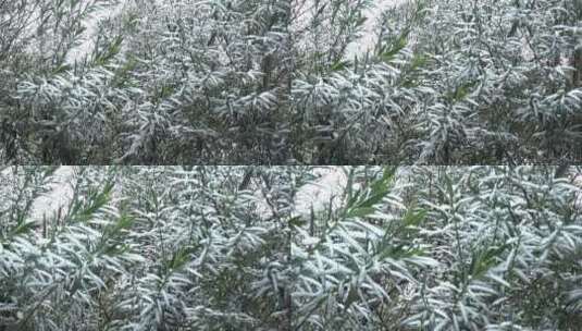 下雪天树叶上的积雪高清在线视频素材下载