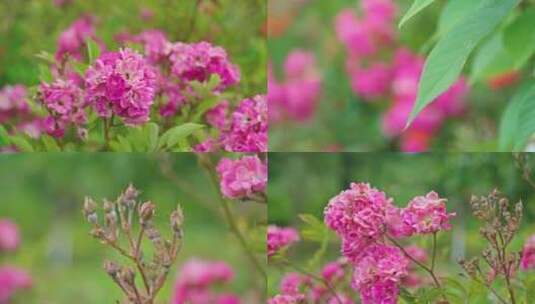 4k实拍花朵盛开高清春天百花绽放高清在线视频素材下载