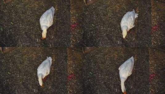 大白鹅在牧场草地上觅食高清在线视频素材下载