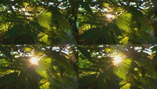 夏天阳光穿过树叶高清在线视频素材下载