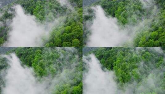 云雾缭绕的山林景观高清在线视频素材下载