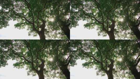 逆光拍摄树冠高清在线视频素材下载