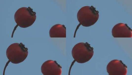 宏观。秋天逆天的山楂成熟的红色浆果高清在线视频素材下载