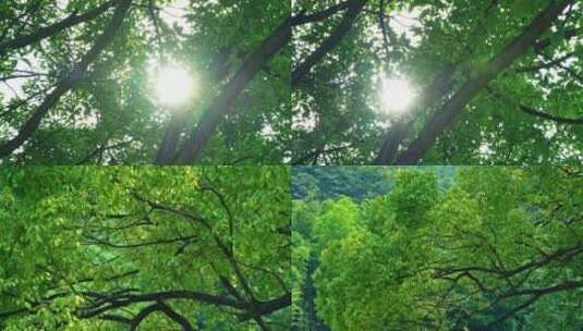 夏日山林树木阳光高清在线视频素材下载