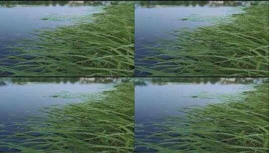 池塘边草丛高清在线视频素材下载