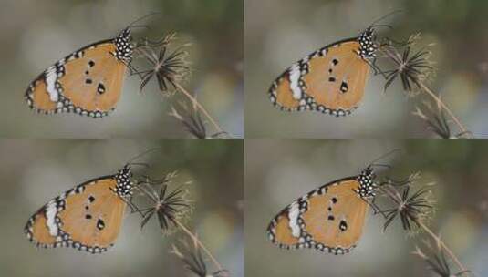 蝴蝶在草枝上高清在线视频素材下载