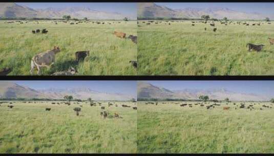 无人机航拍下草原上的牛高清在线视频素材下载