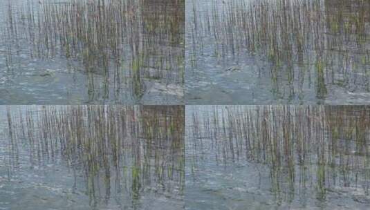 湖水中的自然芦苇特写高清在线视频素材下载