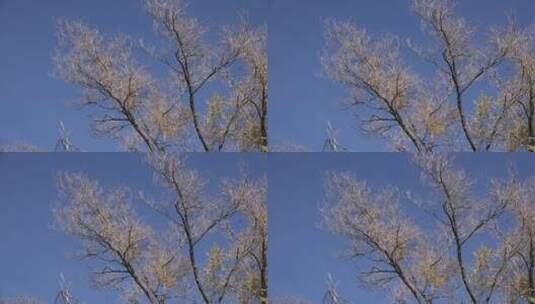 蓝天下树枝上的黄叶特写高清在线视频素材下载