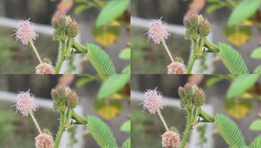 含羞草花朵高清在线视频素材下载