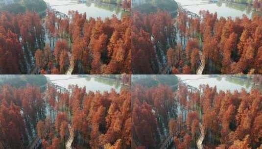 杭州临安青山湖水上森林公园风光航拍高清在线视频素材下载
